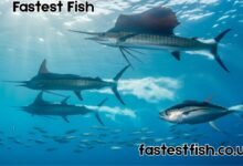Fastest Fish