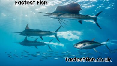 Fastest Fish