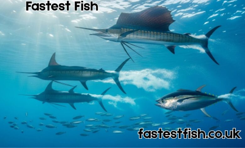 Fastest Fish